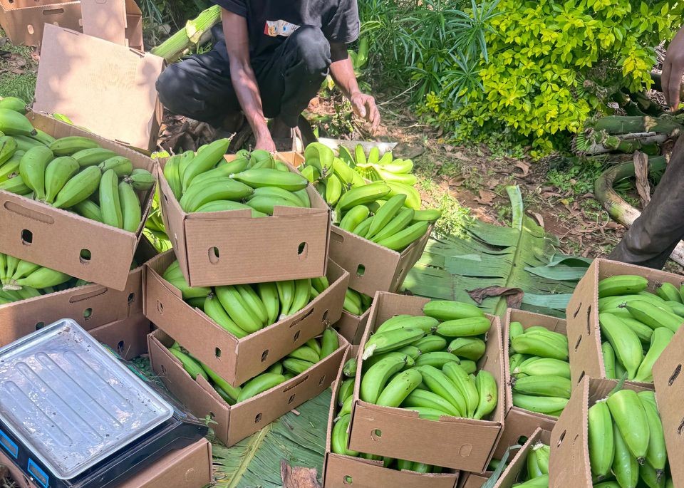 From Our Fields to Your Feasts